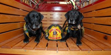 Kasey Taught Me — Koorsen’s Fire & Life Safety Dogs Save Lives