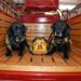 Kasey Taught Me — Koorsen’s Fire & Life Safety Dogs Save Lives